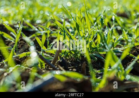 Varietà di grano invernale coperta da gocce di rugiada dopo gelo, grano fresco verde in campo in autunno Foto Stock