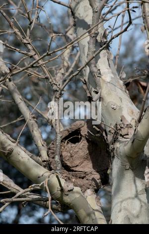 Hornero nidifica nei rami di un albero. Furnarius rufus Foto Stock