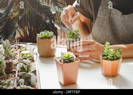 Etichettatura di piante grasse in vasi in vendita. Donna laorista che scrive titoli per piante da casa nella propria collezione. Concetto di hobby e piccola impresa. Repotting Foto Stock