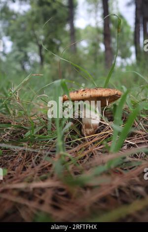 foto di un fungo gigante nella foresta Foto Stock