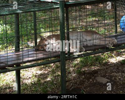 Louisburg, Kansas - 5 agosto 2023: Cedar Cove Feline Conservation & Education Center Foto Stock