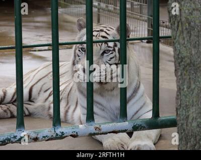 Louisburg, Kansas - 5 agosto 2023: Cedar Cove Feline Conservation & Education Center Foto Stock