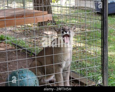 Louisburg, Kansas - 5 agosto 2023: Cedar Cove Feline Conservation & Education Center Foto Stock