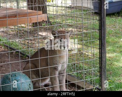 Louisburg, Kansas - 5 agosto 2023: Cedar Cove Feline Conservation & Education Center Foto Stock