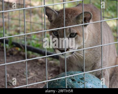 Louisburg, Kansas - 5 agosto 2023: Cedar Cove Feline Conservation & Education Center Foto Stock