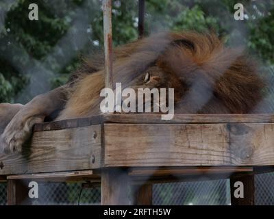 Louisburg, Kansas - 5 agosto 2023: Cedar Cove Feline Conservation & Education Center Foto Stock