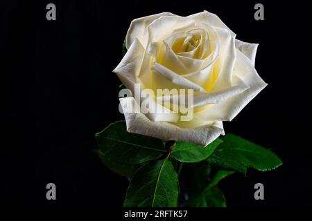 Rose rosse, bianche e bianche con foglie verdi su uno sfondo scuro e misterioso. Una delle rose rosse e bianche si trova in un vaso limpido e contorto. Foto Stock