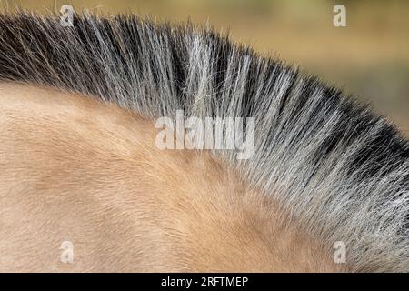 Criniera in piedi a due tonalità e agganciata a un cavallo norvegese di fiordo Foto Stock