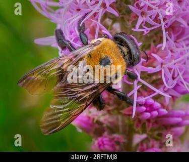 Ape da falegname orientale (Xylocopa virginica) su Prairie Blazing Star. Foto Stock