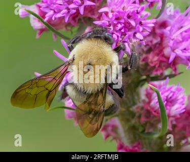 Ape da falegname orientale (Xylocopa virginica) su Prairie Blazing Star. Foto Stock
