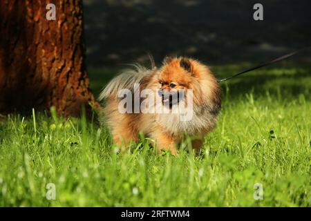 Grazioso Spitz Pomerania con guinzaglio su erba verde all'aperto. Cane che cammina Foto Stock