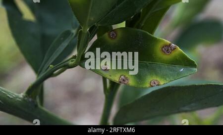 Citrus Leaf malattia batteri Xanthomonas Foto Stock