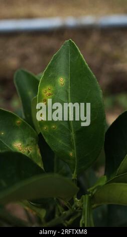 Citrus Leaf malattia batteri Xanthomonas Foto Stock