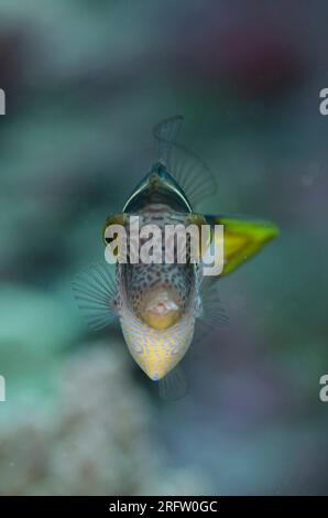 Mimic Filefish, Paraluteres prionurus, che imita il pufferfish altamente velenoso sellato Puffer, Canthigaster valentini, Tanjung Muara, S Foto Stock