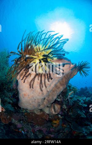 Spugna, Porifera Phylum, con Crinoid, Comatulida Order, con sole sullo sfondo, Beacon Wall Diving Site, Nyata Island, vicino ad Alor, Indonesia Foto Stock