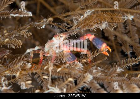 White-V Hydroid Decorator Crab, Hyastenus sp, On Hydroid, Hydrozoa Class, Liberty Wreck dive site, Tulamben, Seraya, Bali, Indonesia Foto Stock