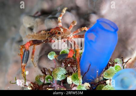 White-V Hydroid Decorator Crab, Hyastenus sp, by Colony of Robust Sea Squirts, Atriolum robustum e Sea Squirt, Rhopalaea sp, Liberty Wreck dive sit Foto Stock