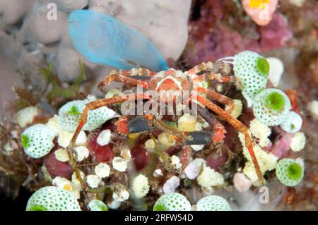 White-V Hydroid Decorator Crab, Hyastenus sp, by Sea Squirt, Rhopalaea sp, Liberty Wreck dive site, Tulamben, Seraya, Bali, Indonesia Foto Stock