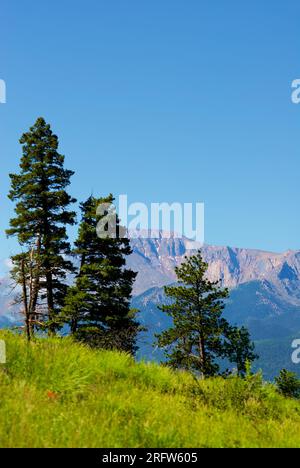 Woodland Park, Colorado, USA - 21 luglio 2023: Tre alberi di pino si stagliano sullo sfondo del Pikes Peak, un famoso quartetto della Front Range. Foto Stock