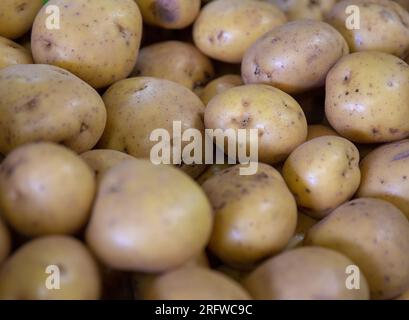 Patate appena raccolte coltivate biologicamente in un mercato agricolo Foto Stock