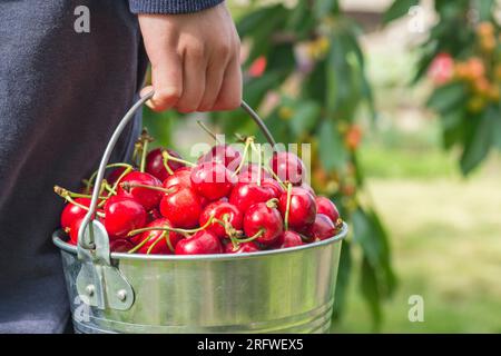 Le mani trattengono il secchio con ciliegie fresche mature in primo piano sullo sfondo di ciliegie Foto Stock