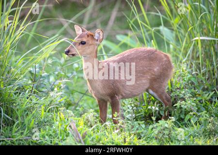 Giovane cervo di maiale (Axis porcinus) in piedi in erba, Parco Nazionale di Kaziranga, Assam, India Foto Stock