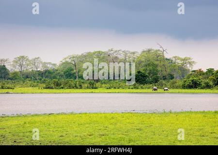 Madre e bambino di rinoceronte selvatico che si rilassano sulle rive di un lago nel bellissimo parco nazionale di Kaziranga nello stato di Assa, in India Foto Stock