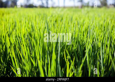 Campo di riso giovane di Las Vegas Altas del Guadiana, Badajoz, Spagna. Scatto retroilluminato con visuale dall'angolo basso Foto Stock