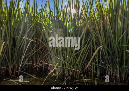 Campo di riso giovane di Las Vegas Altas del Guadiana, Badajoz, Spagna. Ripresa retroilluminata con razzi Foto Stock