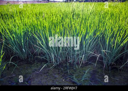 Campo di riso giovane di Las Vegas Altas del Guadiana, Badajoz, Spagna. Scatto retroilluminato nell'area allagata Foto Stock