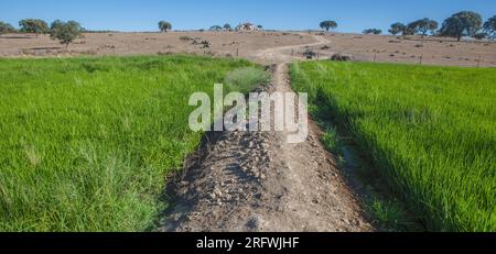 Campo di riso di Las Vegas Altas del Guadiana, Badajoz, Spagna. Lo stato di Dryland sullo sfondo Foto Stock