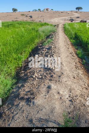 Campo di riso di Las Vegas Altas del Guadiana, Badajoz, Spagna. Lo stato di Dryland sullo sfondo Foto Stock