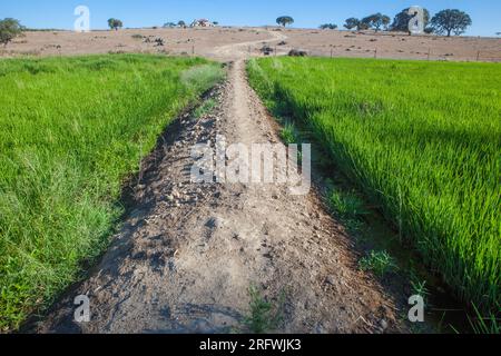 Campo di riso di Las Vegas Altas del Guadiana, Badajoz, Spagna. Lo stato di Dryland sullo sfondo Foto Stock