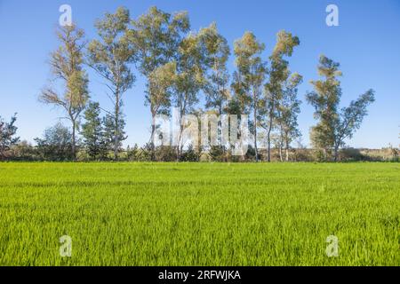 Campo di riso giovane di Las Vegas Altas del Guadiana, Badajoz, Spagna. Linea di alberi di eucalipto sullo sfondo Foto Stock