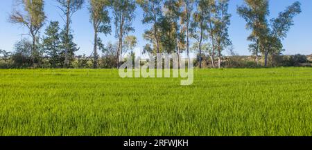 Campo di riso giovane di Las Vegas Altas del Guadiana, Badajoz, Spagna. Linea di alberi di eucalipto sullo sfondo Foto Stock