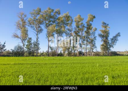 Campo di riso giovane di Las Vegas Altas del Guadiana, Badajoz, Spagna. Linea di alberi di eucalipto sullo sfondo Foto Stock