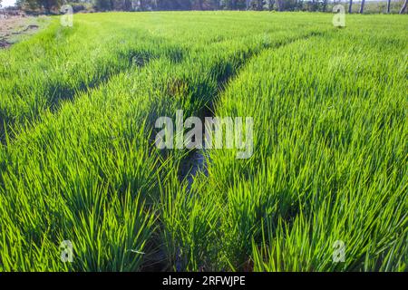 Campo di riso giovane di Las Vegas Altas del Guadiana, Badajoz, Spagna. Cingoli del trattore visibili sulla superficie Foto Stock