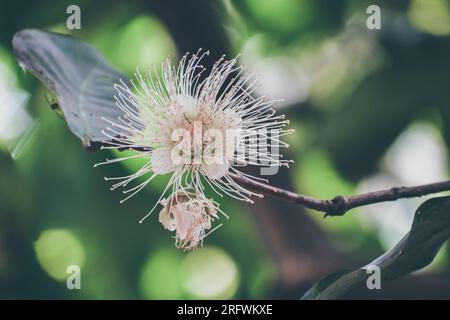 Fiore di mele rosa in fiore Foto Stock