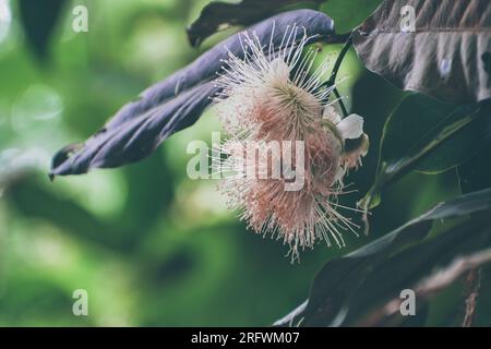 Fiore di mele rosa in fiore Foto Stock