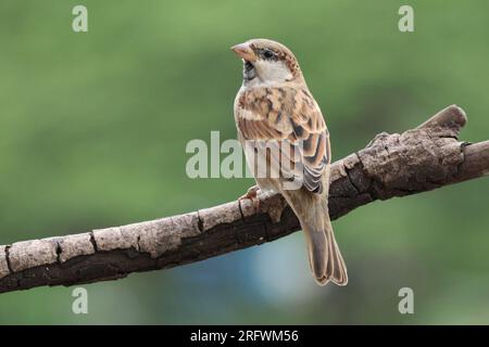 Sparrow su un ramo di albero Foto Stock