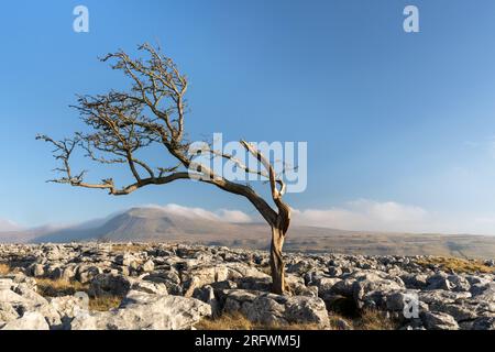 Vecchio albero piegato sulla Twisleton Scar, guardando oltre Ingleton, Yorkshire Dales Foto Stock