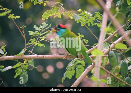 Uccello barbet dalla gola blu asiatico seduto su un albero Foto Stock