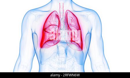 I polmoni, illustrazione Foto Stock