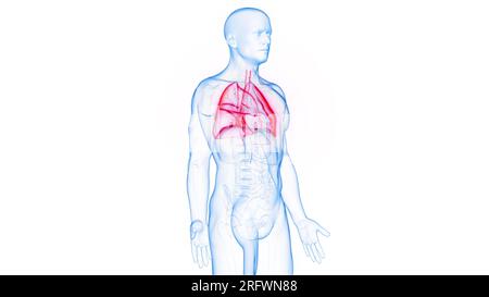 I polmoni, illustrazione Foto Stock