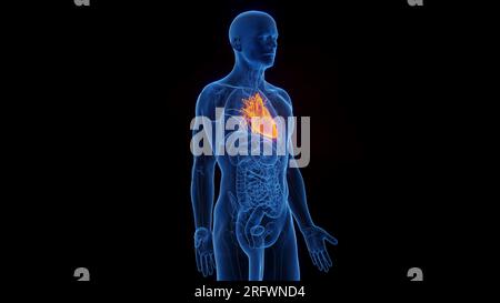 Cuore, illustrazione Foto Stock