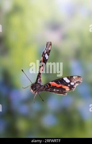 Ammiraglio, Flug, fliegend, Hedera Helix, Vanessa atalanta, Pyrameis atalanta, ammiraglio rosso, volo, volo, le Vulcain Foto Stock