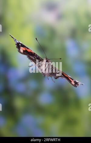 Ammiraglio, Flug, fliegend, Hedera Helix, Vanessa atalanta, Pyrameis atalanta, ammiraglio rosso, volo, volo, le Vulcain Foto Stock