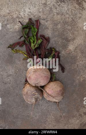 Tre barbabietole lavate con le loro foglie verdi e Bordeaux ancora attaccate su metallo opacizzato Foto Stock