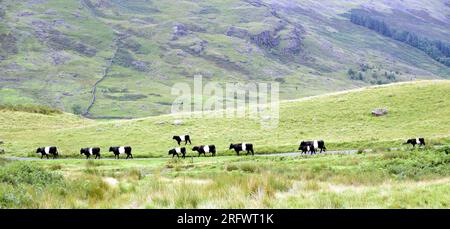 Hardknott Pass, Cumbria, Regno Unito, 6 agosto 2023. Una giornata di sole con docce seguirà la pioggia causata dalla tempesta Antoni il giorno precedente a Hardknott Pass, Lake District National Park, Cumbria, Regno Unito, domenica mattina alle 08,26 circa BST. Una tranquilla strada in salita presenta Belted Galloway, una tradizionale razza scozzese di bovini da manzo. Derivano dal bestiame di Galloway della regione di Galloway, nel sud-ovest della Scozia. Credito: Terry Waller/Alamy Live News Foto Stock