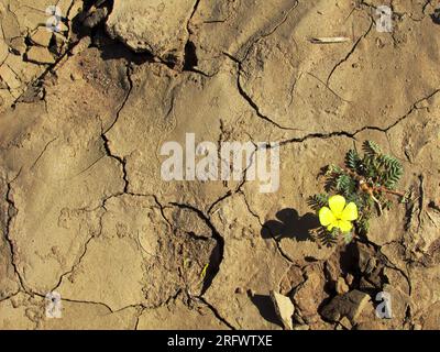 Un solo fiore di una spina diavoli sul terreno cedeggiato della Namibia meridionale. Foto Stock
